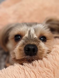 Beautiful Yorkshire terrier