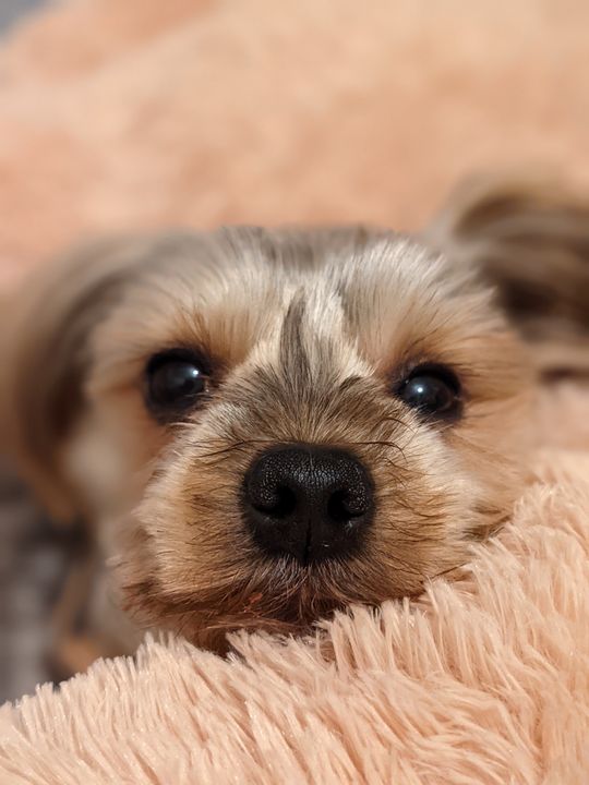 Beautiful Yorkshire terrier - Emily