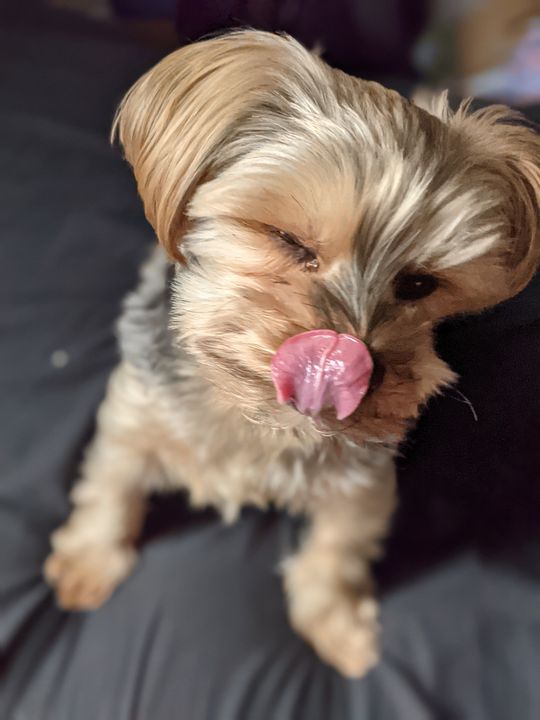 Yorkie after a treat - Emily