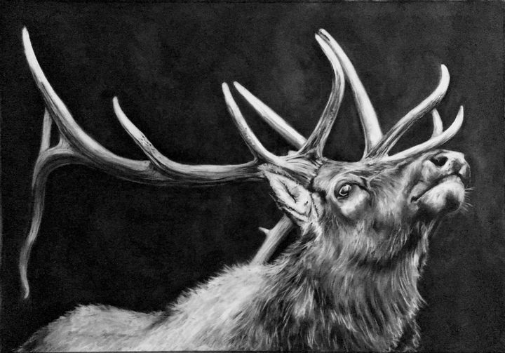 drawings of elk heads