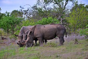 Rhinos - Animals Love And Respect