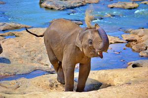 Beautiful Baby Elephant