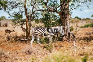 Zebras - Animals Love And Respect