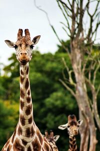 Beautiful Giraffes