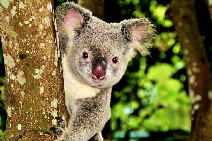 Peek-a-boo Koala - Animals Love And Respect - Photography, Animals