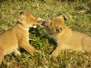 Cub Fight