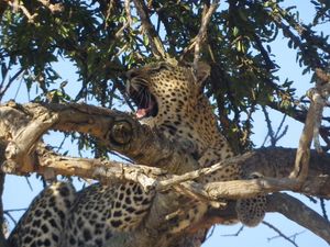 Cheetah's Tree