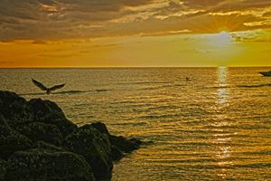 Honeymoon Island