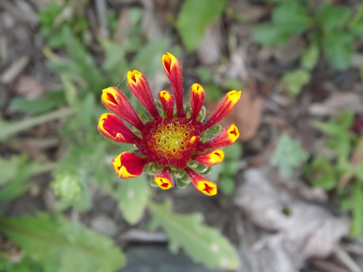 Flower Before opening Photography Photography, Flowers, Plants