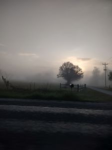 Foggy Driveway