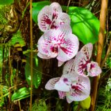 27. Moth orchid (Phalaenopsis)