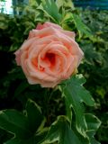 32. Apricot hybrid tea rose