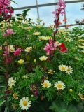 36. Yellow daisies and pink flowers