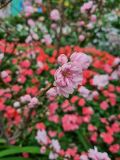 37. Peach Blossom Flower