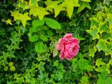 42. Pink damask rose