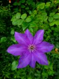43. Clematis The President