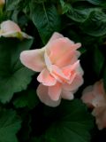 44. Shrub rose (Rosa Apricot)