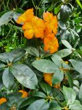 50. Rhododendron orange flower
