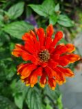 51. Red orange flower with cone