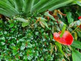 55. Small red flower waxy leaves