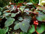 57. Begonia cotes de castillon red