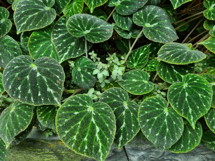 Begonia pustulata green (A) - Teddy Bear