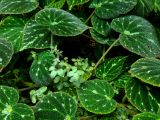 60. Begonia pustulata green