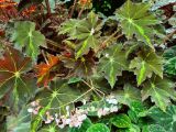 61. Begonia pustulata white flowers