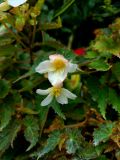 65. Begonia small white flowers