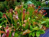 82. Pitcher plant sarracenia