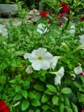 31. Petunias funnel flower