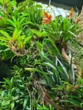 47. Tropical Colourful Bromeliad