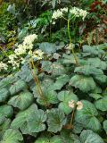 62. Begonia semperflorens white