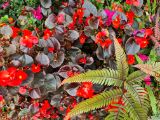 63. Begonia sprint scarlet red