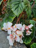 64. Begonia pink flowers