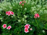 72. Geraniums pink red (Pelargonium)