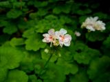 75. Geraniums white (Pelargonium)