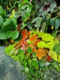 87. Begonia Autumn Ember