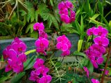 88. Colourful Orchid Flowers