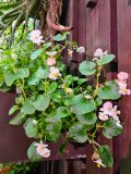 89. Begonia Green Leaf White Flower