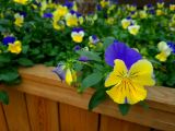 97. Pansies Pansy Flower Plant