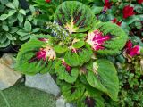 102. Begonia Plant Purple Flower