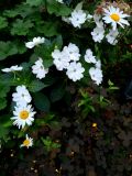 104. White Phlox Flower