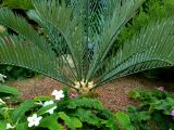 105. Sago Palm