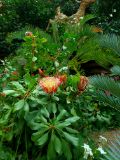 108. King Protea Red Giant Protea
