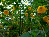 110. Panicled Yellow Poppy Poppies