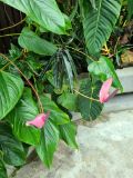 111. Flamingo Apricot Anthurium