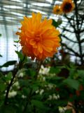 15. Dahlia Flower Yellow Orange