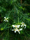 125. White Flower Thin Petals