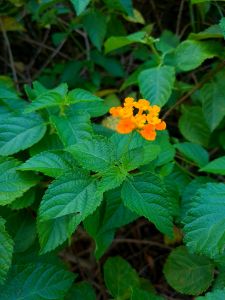 West Indian Lantana Orange 12